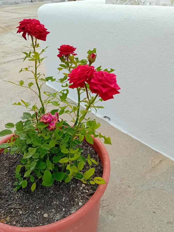 דירות אדאמאס Elena מראה חיצוני תמונה